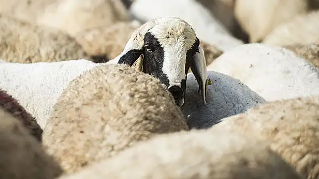 Türk Kızılayı kurban fiyatlarını açıkladı