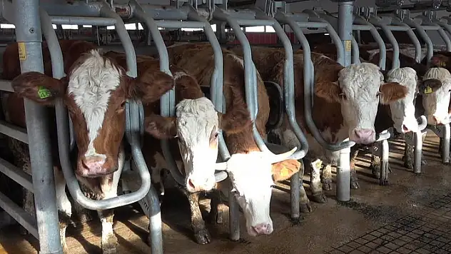 Türk müziğinin ineklerin süt verimini artırdığı akademik olarak ispatlandı
