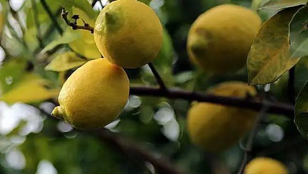 Türk narenciyesi Uzakdoğu pazarına hazır