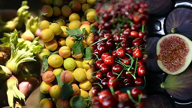 Türkiye 4 ürünün üretim ve ihracatında dünya lideri