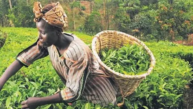 Türkiye Afrika'yı tarım üssü yapıyor