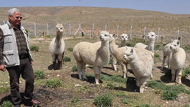 Türkiye'de ilk kez Alpaka deve çiftliği Konya'da kurulacak