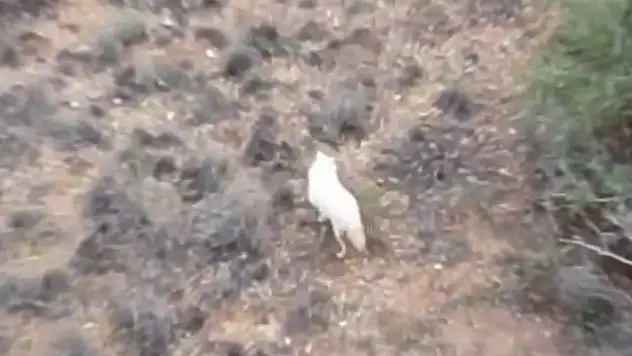 Türkiye'de ilk kez bir 'albino çakal' görüntülendi
