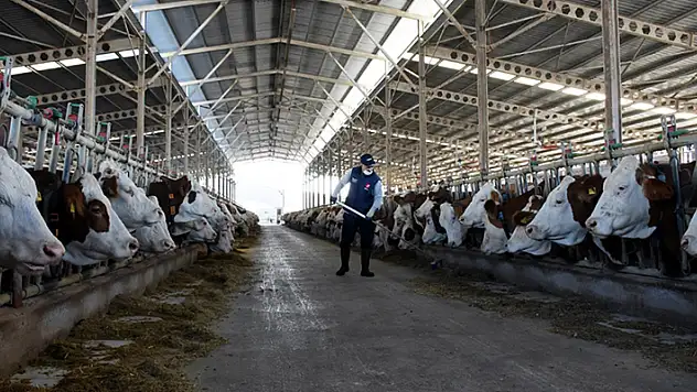Türkiye'de inek sütü üretimi mayısta rekor düzeye ulaştı
