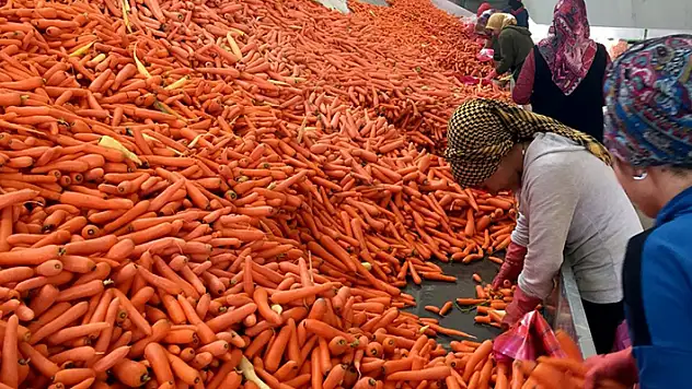 Türkiye'de üretilen havucun yarısından fazlası Konya'nın bu mahallesinde yetiştiriliyor
