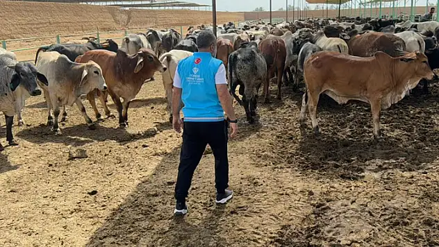 Türkiye Diyanet Vakfı bağışçıların kurban hissesini Filistinlilere ulaştıracak
