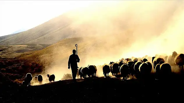 Türkiye, hayvan varlığında Avrupa'da lider