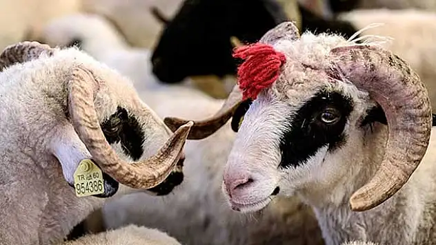 Türkiye Kurban Bayramı'na hazır