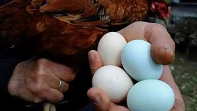 Türkiye mavi yumurtanın peşine düştü!