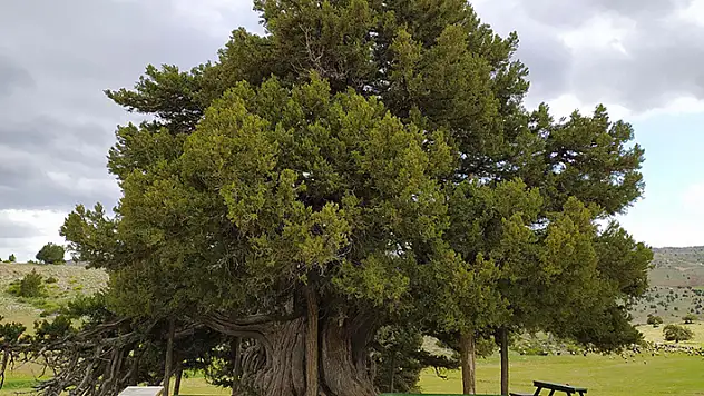 Türkiye'nin anıt ağaçları Tunç Çağı'ndan beri ayakta duranı da var, boyu 55 metreyi bulanı da 