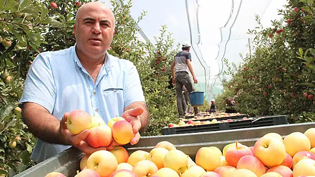 Türkiye'nin elma deposu Karaman'da erkenci elma hasadı başladı