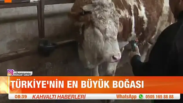 Türkiye'nin en büyük boğası