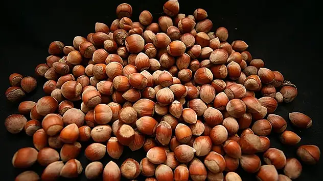 Türkiye'nin fındık ihracatının yüzde 37'si Trabzon'dan yapıldı
