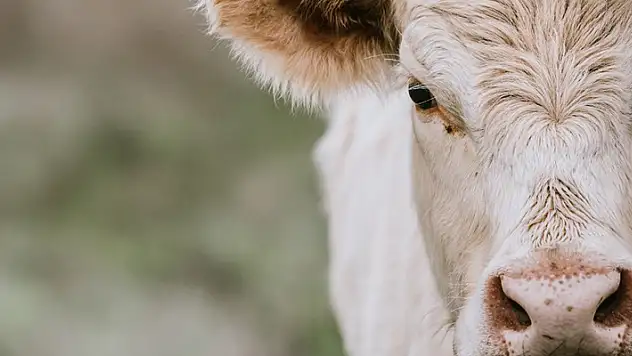 Türkiye'nin hayvan varlığı azaldı
