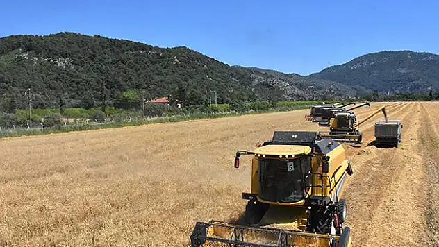 Türkiye'nin ilk buğday hasadı Dalaman TİGEM'de başladı