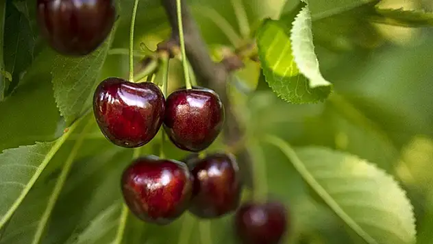 Türkiye'nin kiraz ihracatı 205 milyon dolara ulaştı
