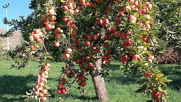 Türkiye'nin misket elması üretiminin yüzde 70'inin yapıldığı Niğde'de hasat dönemi başladı
