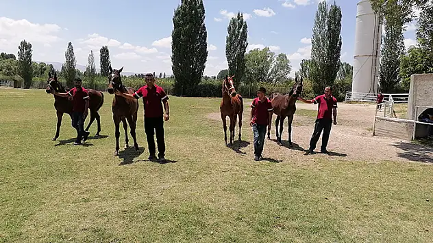 Türkiye'nin 'şampiyon atları' Konya'da yetişiyor