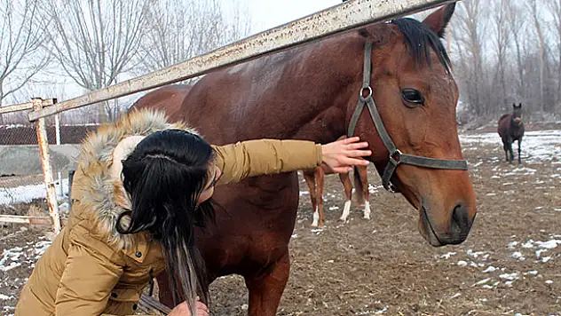 Türkiye'nin yarış atları Ereğli'de yetişiyor