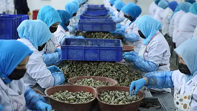 Türkiye ocak-mart döneminde deniz salyangozu ihracatından 5,6 milyon dolar kazandı
