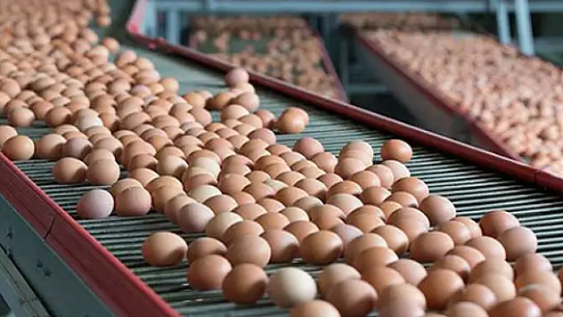 Türkiye, yumurta krizini izlemeye aldı!