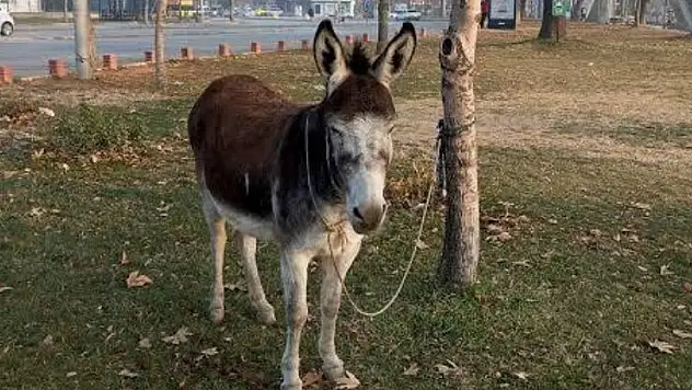 Türkiye'de en çok eşek Konya'da!