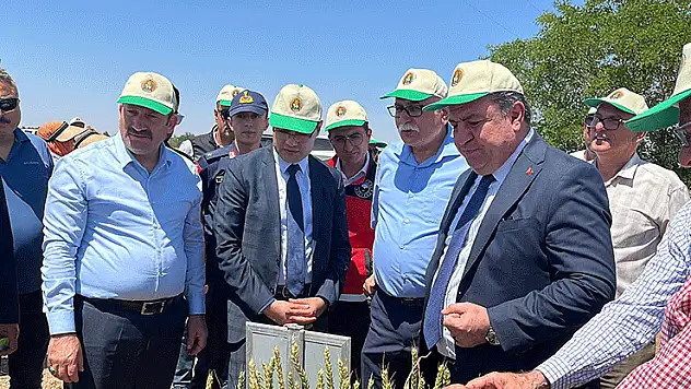 Türkiye'de hububatta toprağa düşen her dört tohumdan birini TİGEM üretiyor