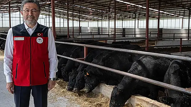 Türkiye'deki büyükbaş ve küçükbaş hayvan sayısı arttı