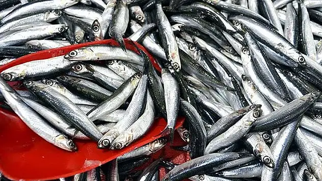 Türkiye'nin 3 aylık hamsi ihracatı 3,1 milyon doları aştı