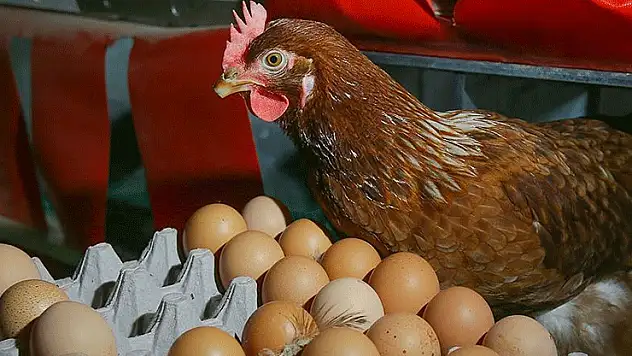 Türkiye'nin ABD'ye yumurta ihracatı, kuş gribinin etkisiyle yüzde 406 arttı