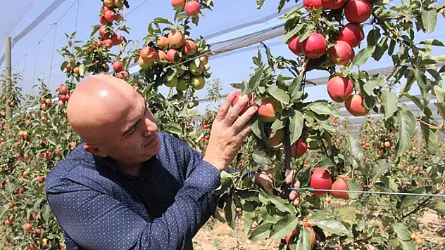 Türkiye'nin elma deposu Karaman'da 55 gün sürecek olan elma hasadı başladı!
