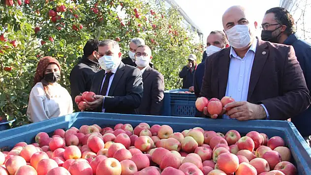 Türkiye'nin en büyük elma bahçesinde son hasat yapıldı
