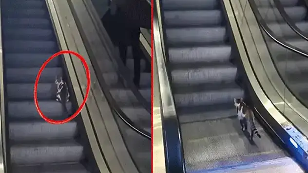 Türkiye'nin konuştuğu video viral oldu