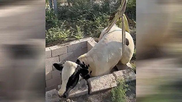 Tuvalet kuyusuna düşen boğa itfaiye ekipleri tarafından kurtarıldı