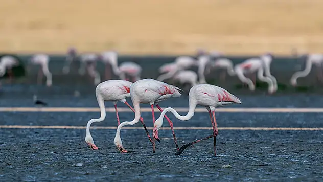 Tuz Gölü, 5 bin yavru flamingoya ev sahipliği yapıyor