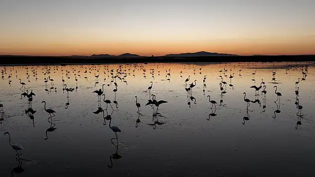 Tuz Gölü bu yıl 4 bin 300 flamingoya ev sahipliği yaptı