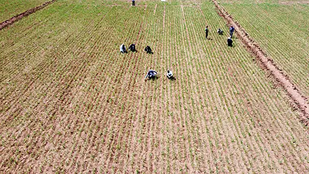 Tuz Gölü havzasında yetiştirilen sarımsakta yüksek rekolte hedefleniyor
