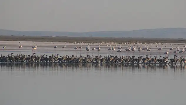 Tuz Gölü'nde bu yıl 4 bin 300 flamingo dünyaya geldi
