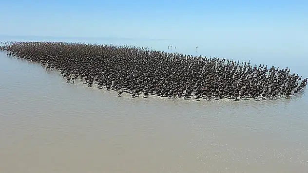 Tuz Gölü'nde 'flamingo kreşi'