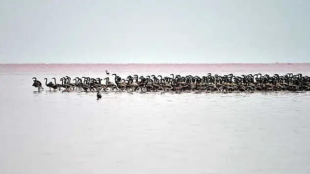 Tuz Gölü'nde yavru flamingo sevinci