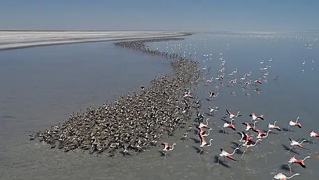 Tuz Gölü'nde yavru flamingo şöleni