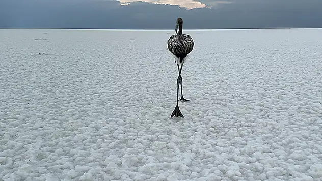 Tuz Gölü'nün misafirleri flamingolar uzun göçe hazırlanıyor
