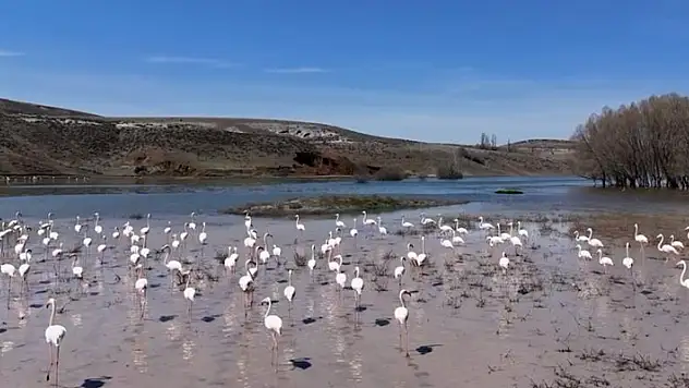 Tuz Gölünde 2024 yılında 13 bin ila 15 bin arasında flamingo üremesi bekleniyor