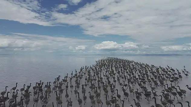 Tuz Gölü'nde  Kuluçkadan çıkan binlerce yavru flamingo havadan görüntülendi