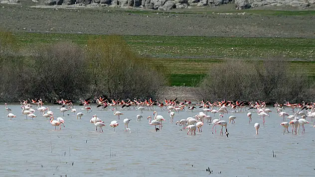Tuz Gölü'ne göç eden flamingo popülasyonunda artış