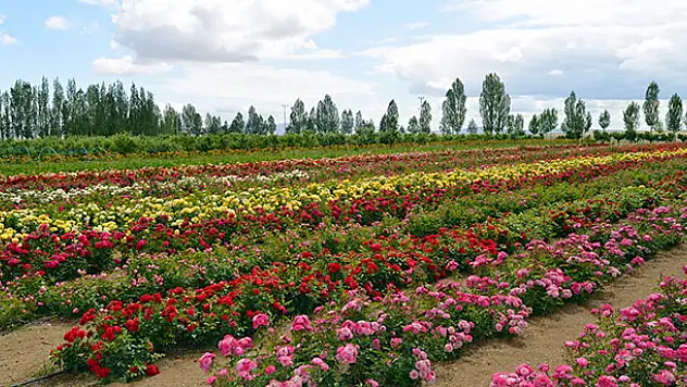 Tuzlukçu Parkı ve Fidanlığı Üretime Katkı Sağlıyor