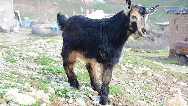 Üç ayaklı keçi görenleri şaşırtıyor