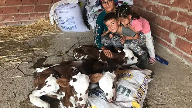 Üçüz doğuran inek veterineri de şaşırttı
