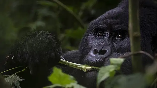 Uganda'da yağmur ormanlarındaki 17 üyeli goril ailesi koruma altında yaşamını sürdürüyor
