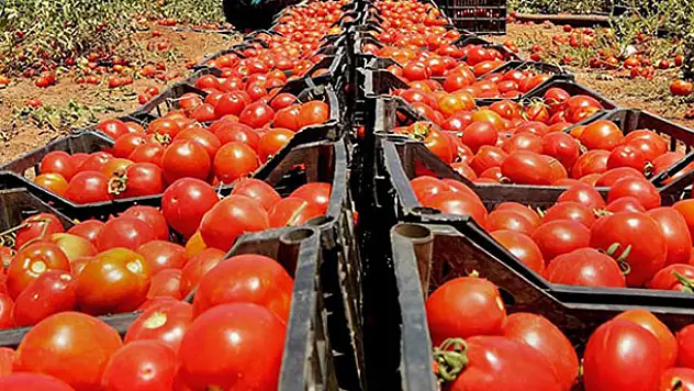 Ukrayna, 17 ton Türk domatesini ülkeye almadı
